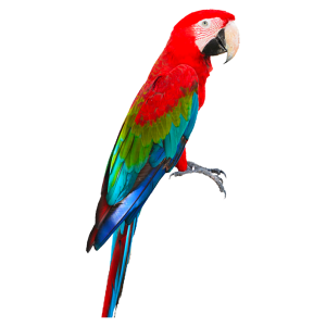 Macaw