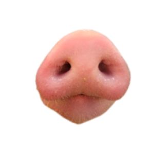 Pig Snout