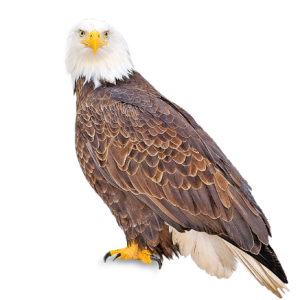 American Bald Eagle